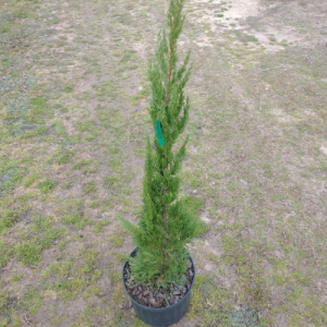 Hollywood Juniper