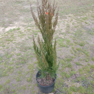 spartan juniper