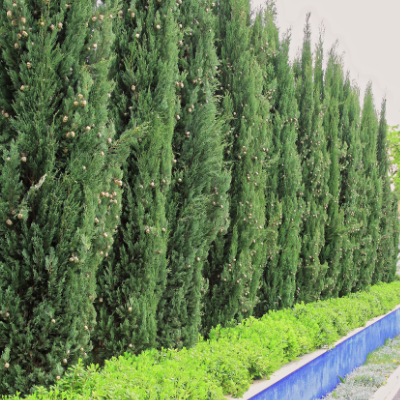 juniper hedge