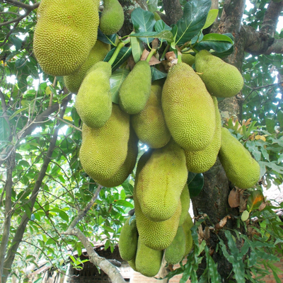 Jackfruit tree