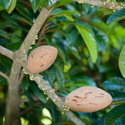 Mamey sapote fruit