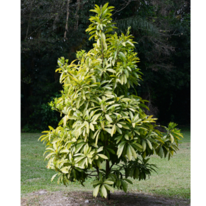 Mamey sapote tree