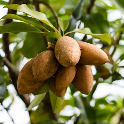 Alano sapodilla tree