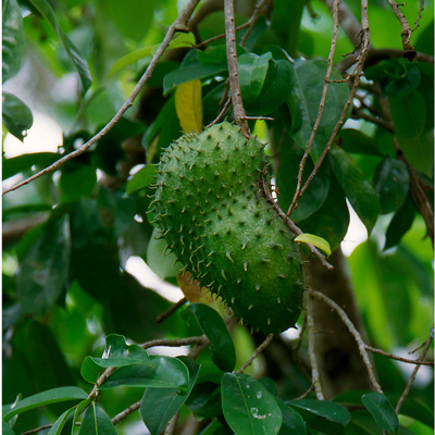 Soursop tree