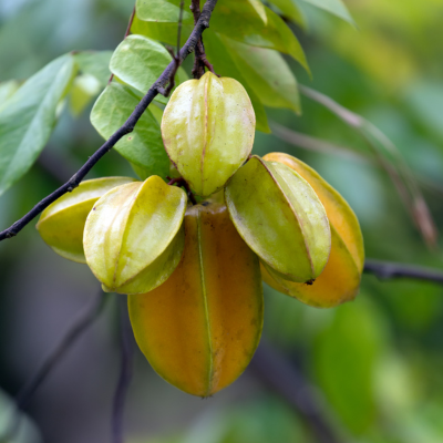 carambola star fruit