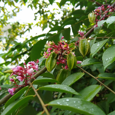 Bell carambola (star fruit) tree