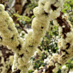 Jaboticaba flowers