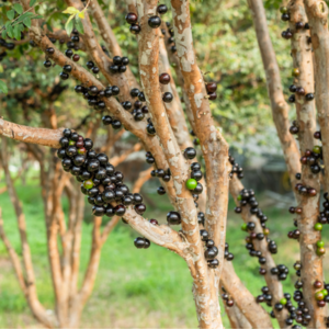 Jaboticaba tree