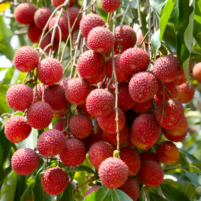sweetheart lychee