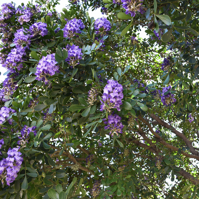 Texas mountain laurel
