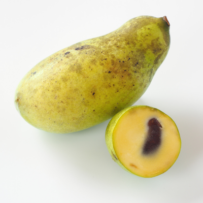 Sunflower pawpaw (Asimina triloba)