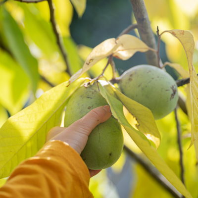 Pawpaw Tree