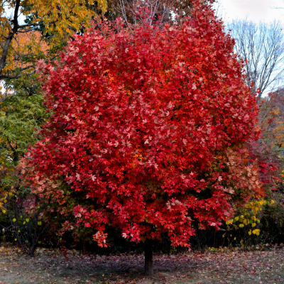 Red maple tree