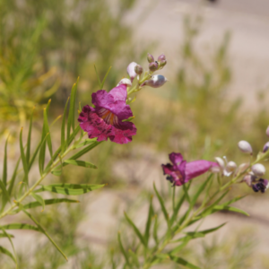 Desert willow tree in bloom