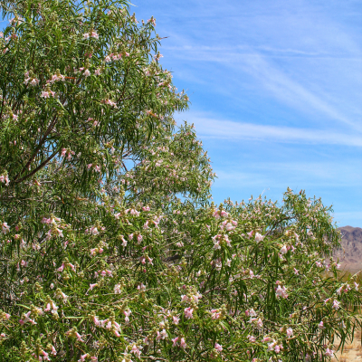 Desert willow tree  (Chilopsis linearis)
