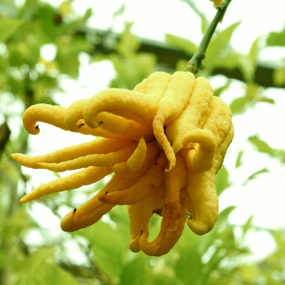 Buddha's hand citron