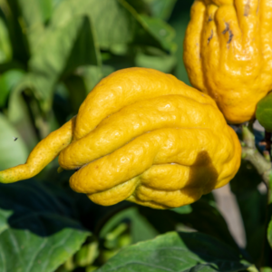 Buddha's hand citron tree