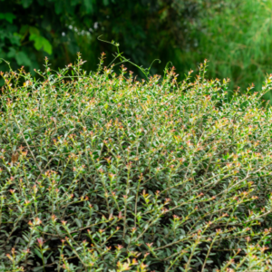 Dwarf Yaupon Holly
