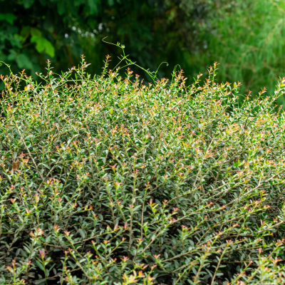 Dwarf Yaupon Holly