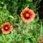 Indian Blanket
