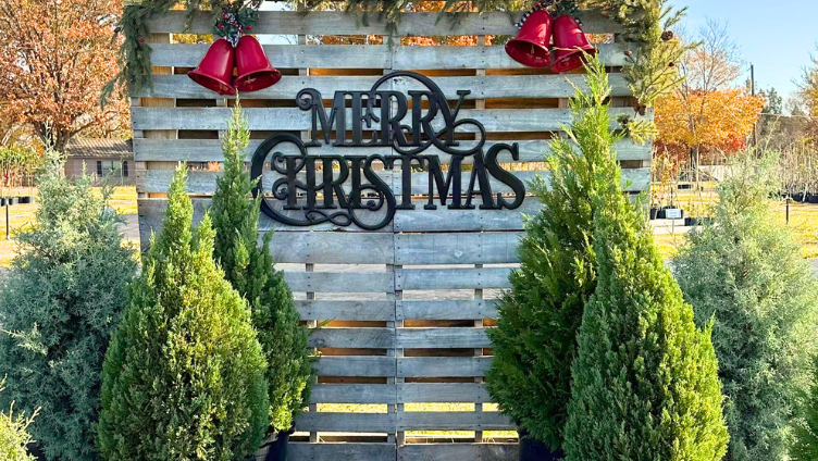 Best Tree Species for Living Christmas Trees in East Texas