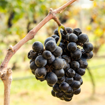 wine grape