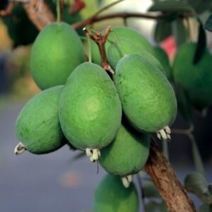 pineapple guava
