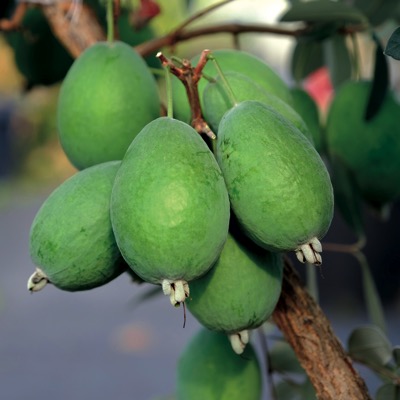 pineapple guava