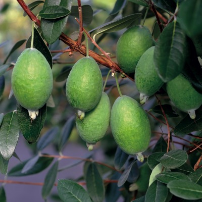 pineapple guava