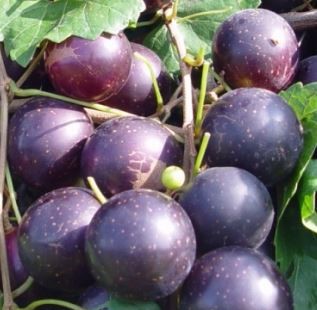 Paulk muscadine