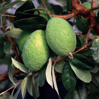 pineapple guava
