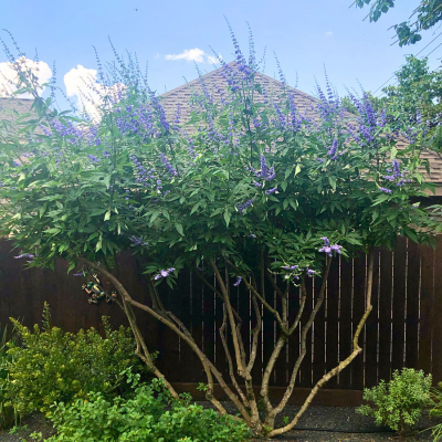 purple vitex