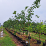 Tamopan Persimmons