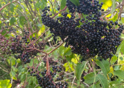 elderberries on bush
