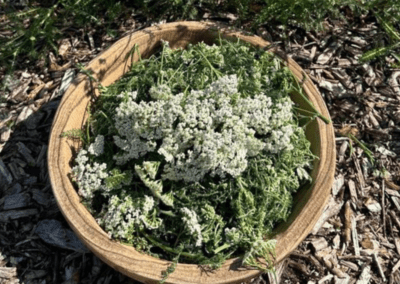 gathered elderflowers