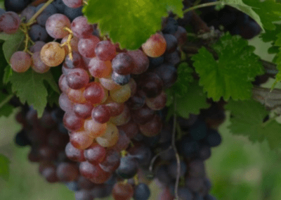 grape class