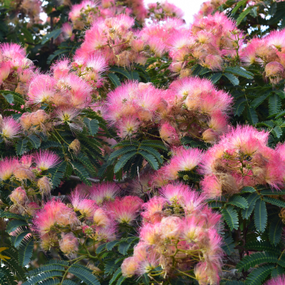 Mimosa Blossoms