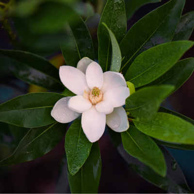 Sweet Bay magnolia blossom